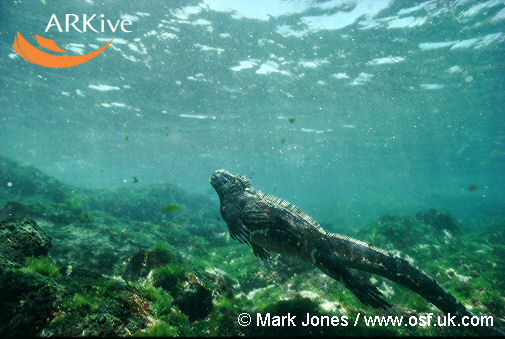 Galapagos_marine_iguana_swimming_underwater