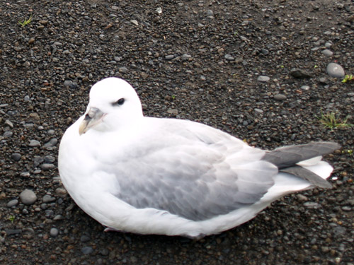 víkurfíll