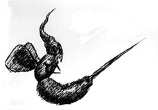 fluga3.jpg