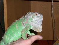 elli